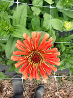 Zinnia - Benary's Salmon - Bundle of 5 and 10 Stems