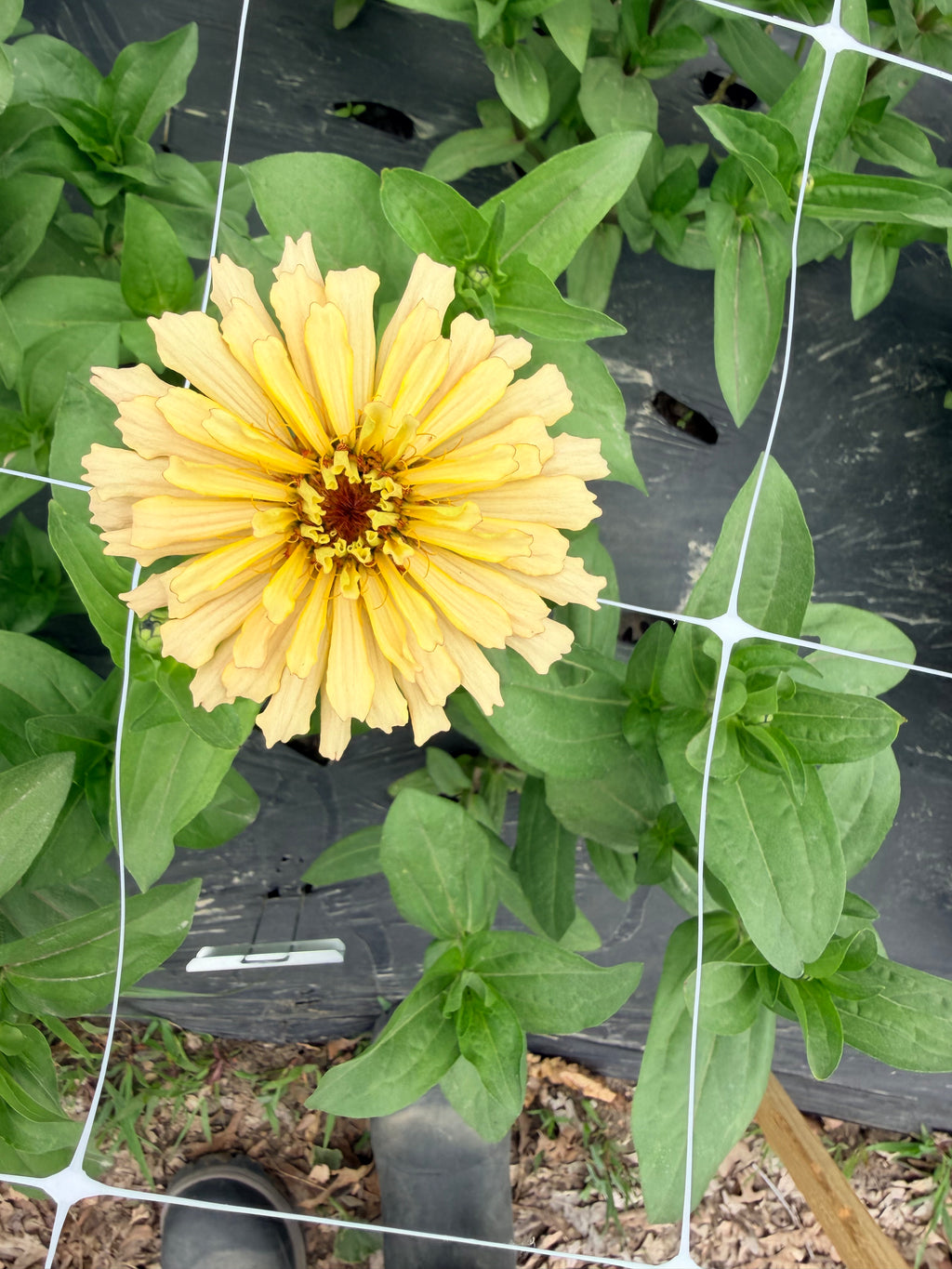 Zinnia - Linen - Bundle of 5 and 10 Stems