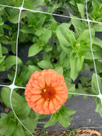 Zinnia - Oklahoma Salmon - Bundle of 5 and 10 Stems