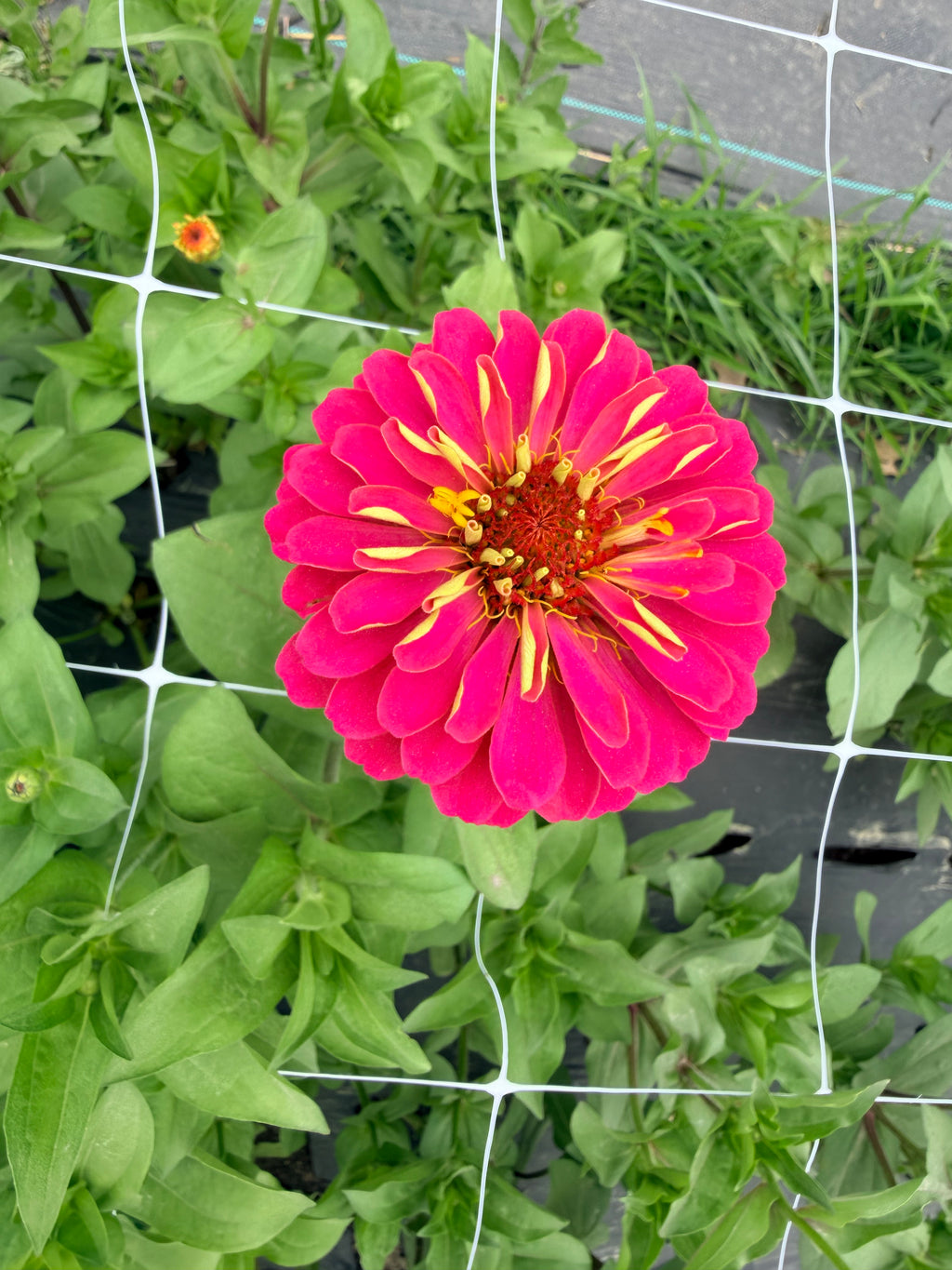 Zinnia - Oklahoma Salmon - Bundle of 5 and 10 Stems