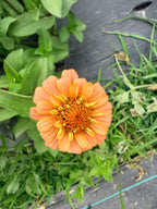 Zinnia - Oklahoma Salmon - Bundle of 5 and 10 Stems