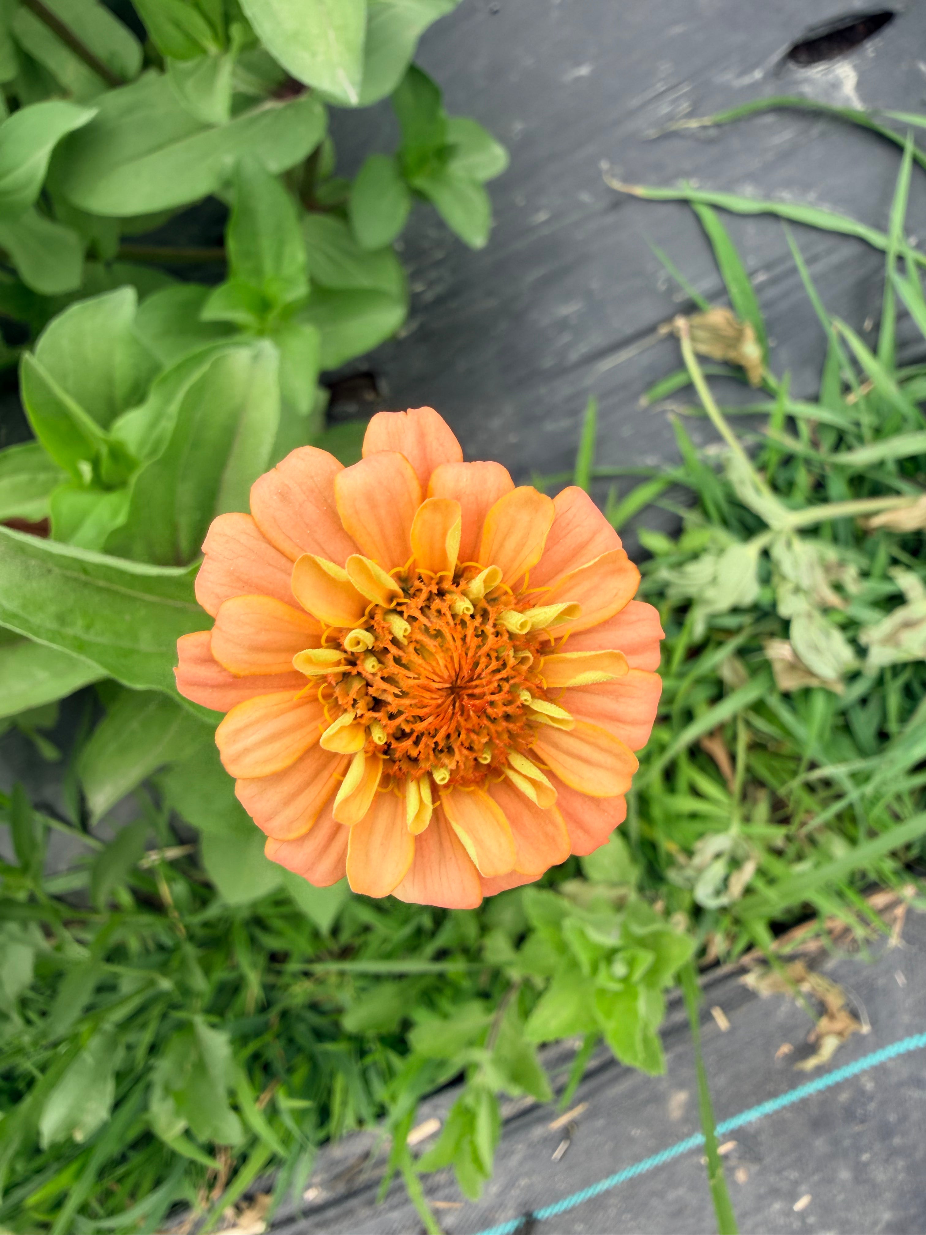 Zinnia - Oklahoma Salmon - Bundle of 5 and 10 Stems