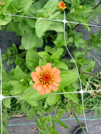 Zinnia - Oklahoma Salmon - Bundle of 5 and 10 Stems