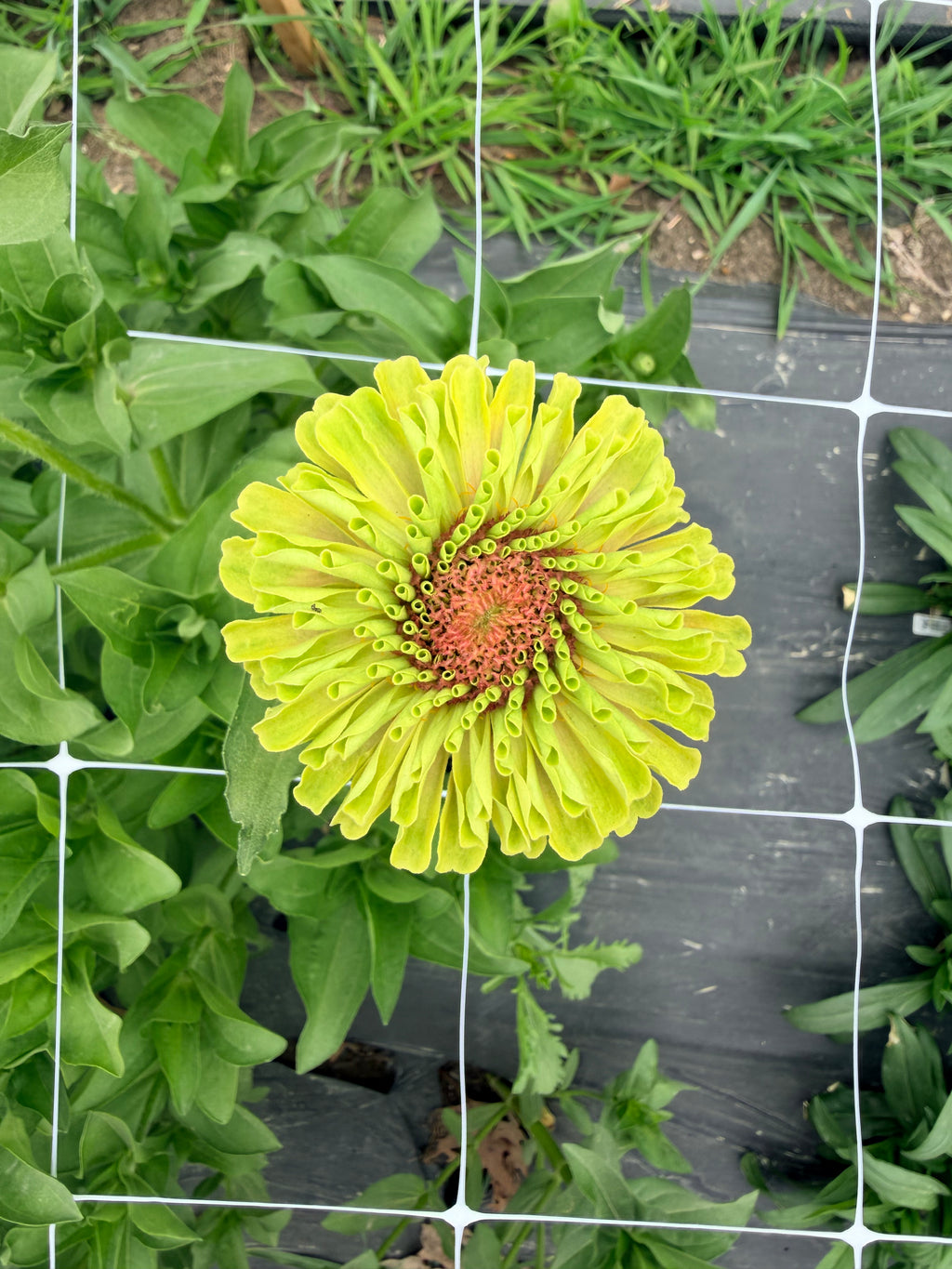 Zinnia - Queeny Lime Blush - Bundle of 5 and 10 Stems