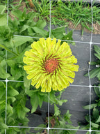 Zinnia - Queeny Lime Blush - Bundle of 5 and 10 Stems