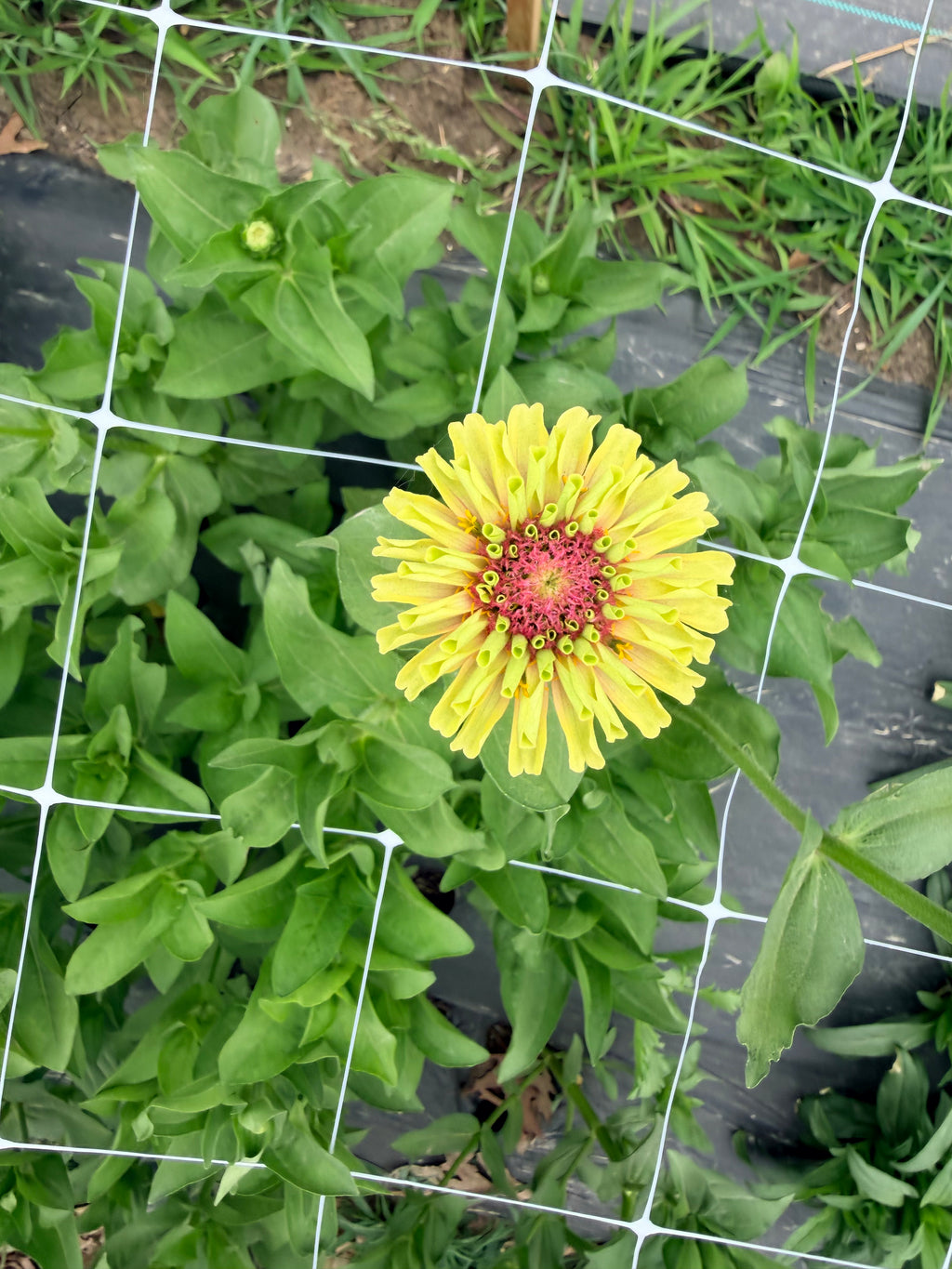 Zinnia - Queeny Lime Blush - Bundle of 5 and 10 Stems