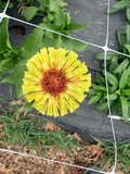 Zinnia - Queeny Lime Blush - Bundle of 5 and 10 Stems