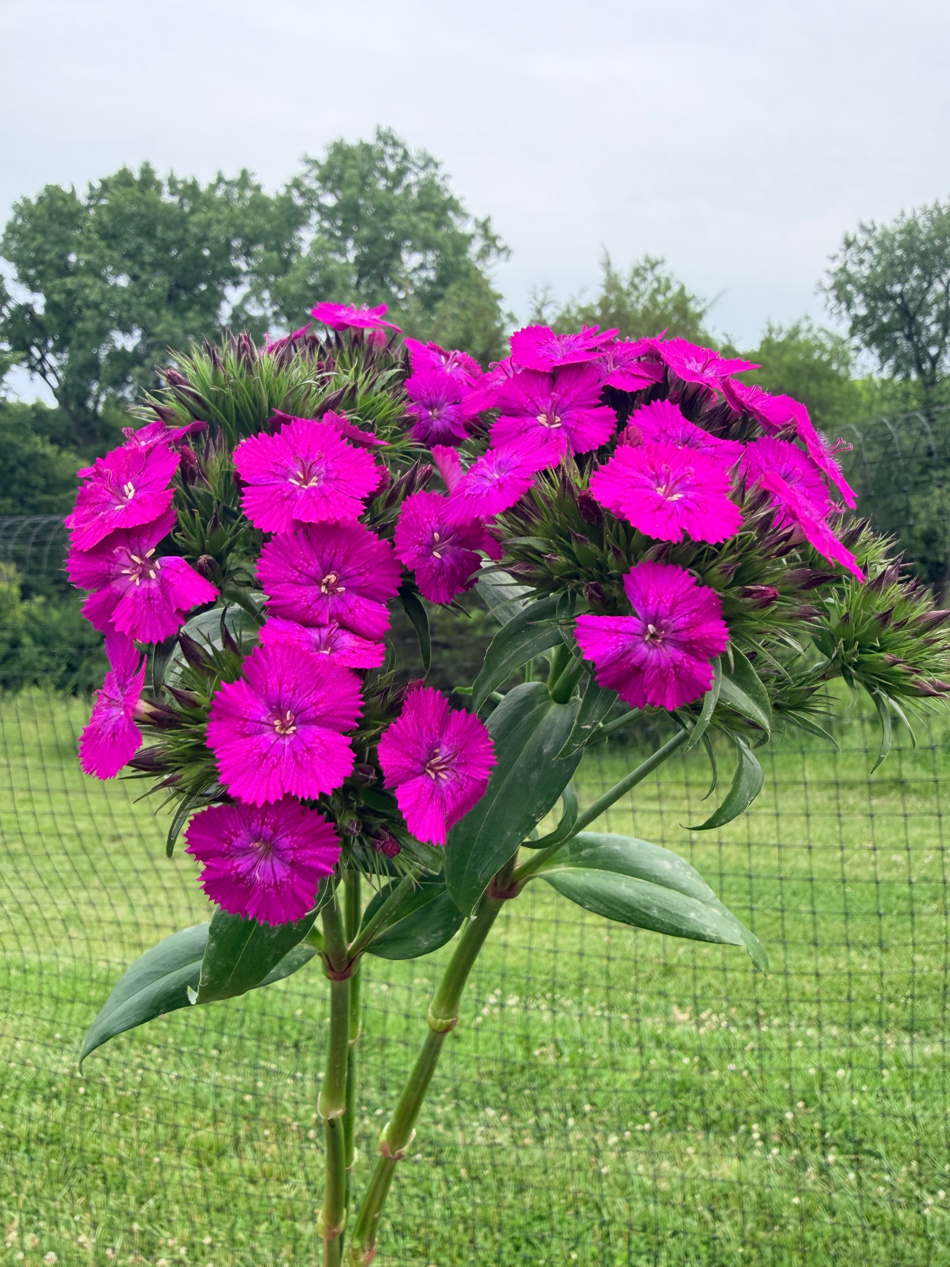 Sweet William - Amazon Neon Purple - Bundle of 5 and 10 Stems