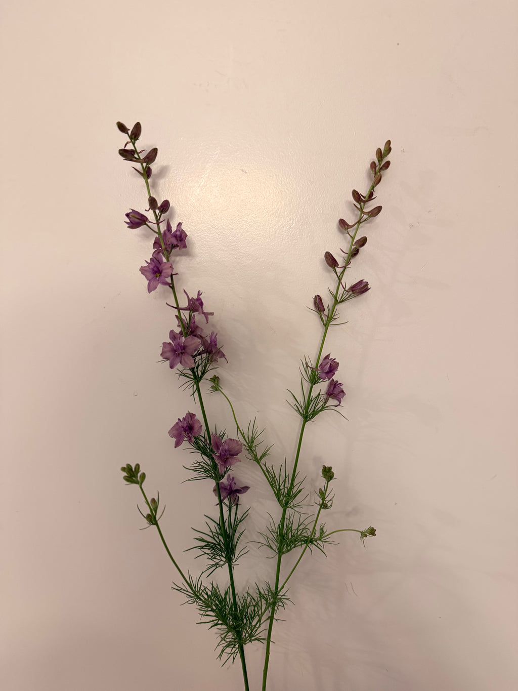 Larkspur - Fancy Smokey Eyes - Bundle of 10 Stems