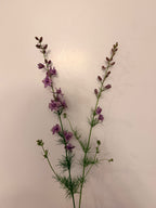 Larkspur - Fancy Smokey Eyes - Bundle of 10 Stems