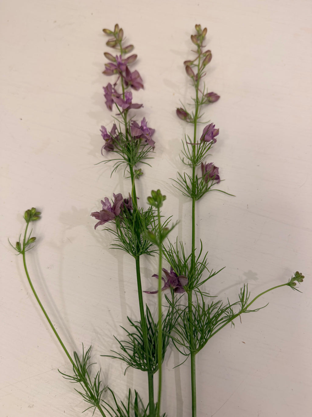 Larkspur - Fancy Smokey Eyes - Bundle of 10 Stems