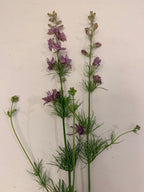 Larkspur - Fancy Smokey Eyes - Bundle of 10 Stems