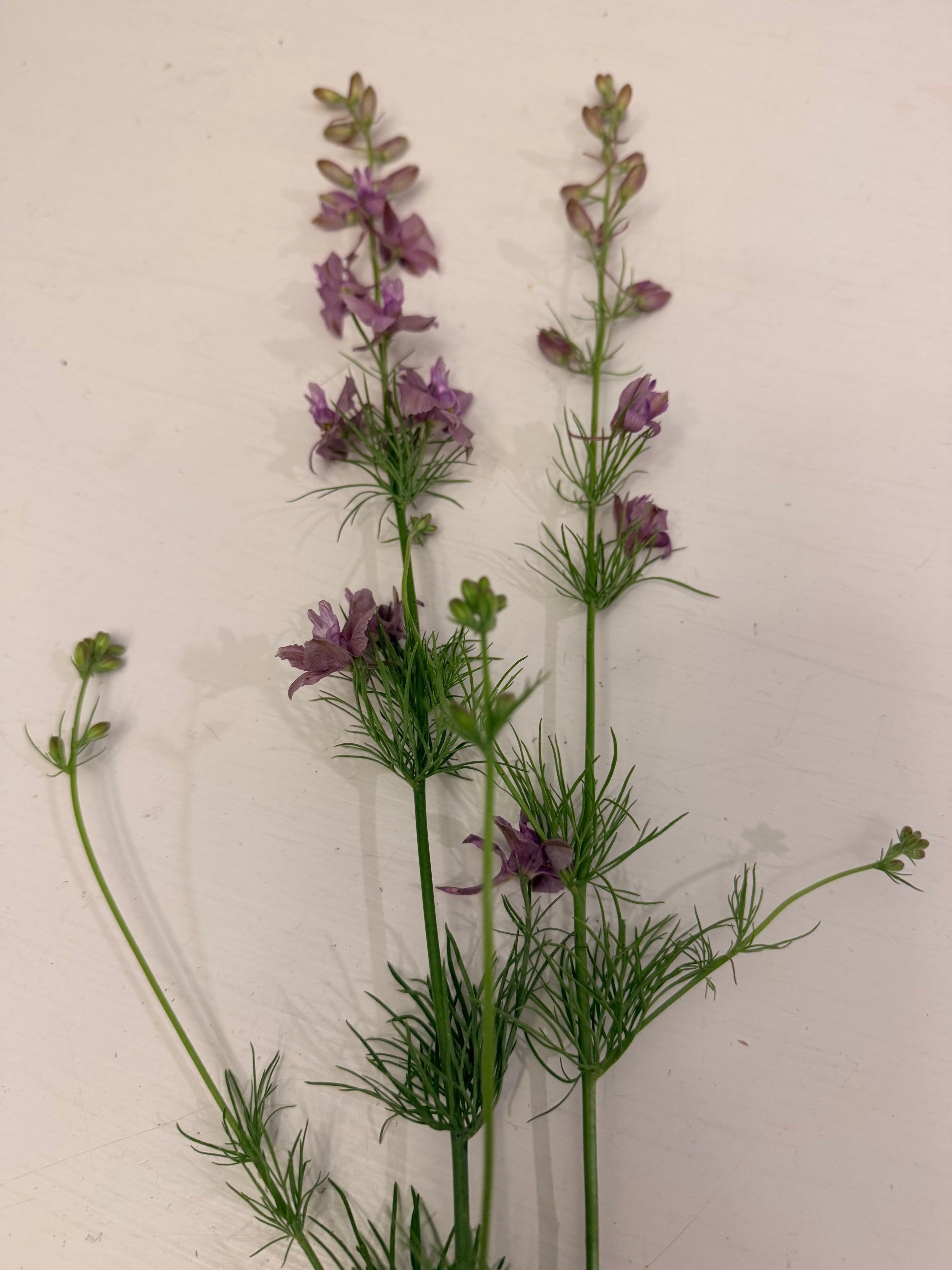 Larkspur - Fancy Smokey Eyes - Bundle of 10 Stems
