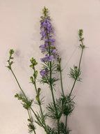 Larkspur - QIS Light Blue - Bundle of 10 Stems
