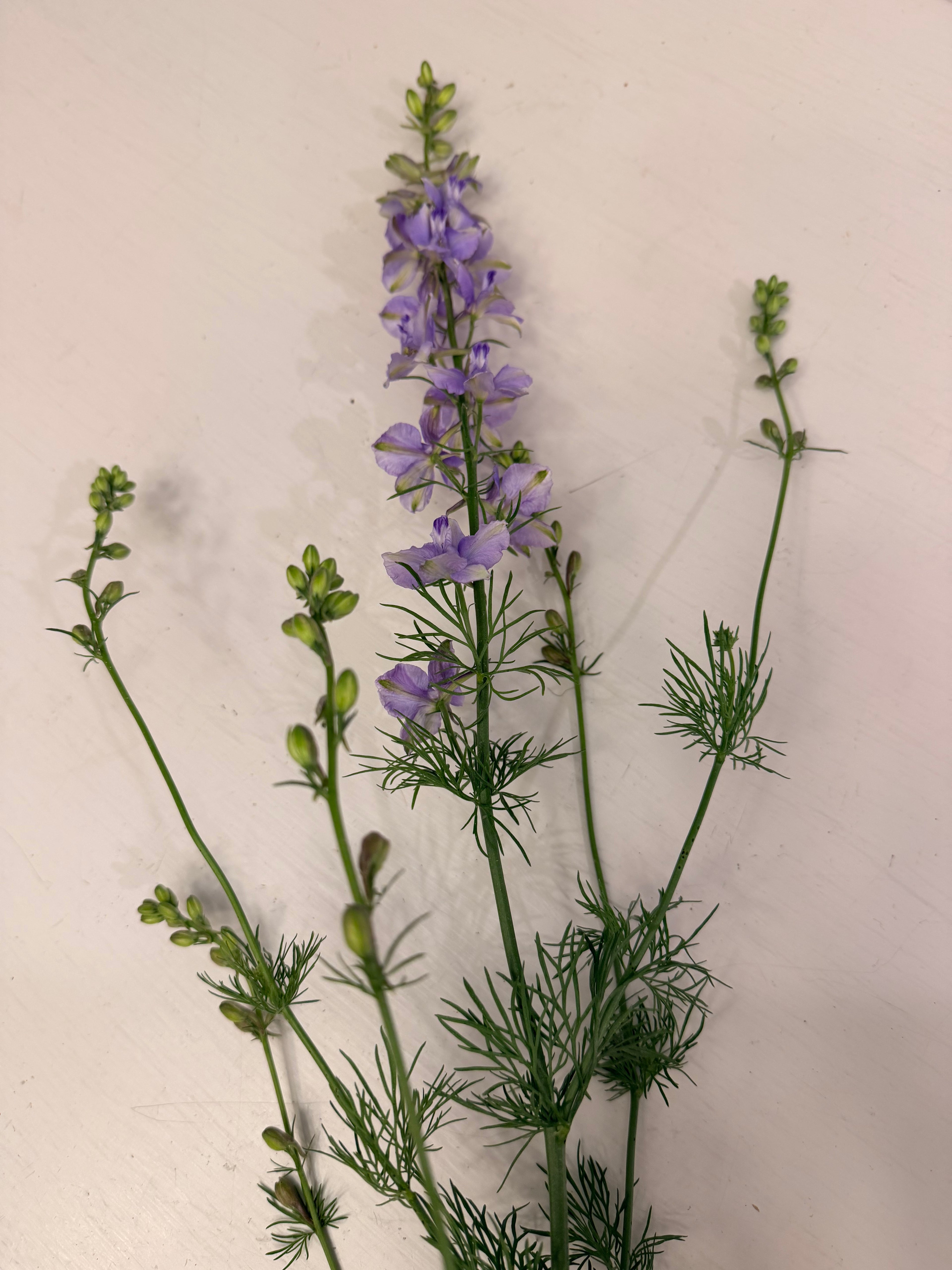 Larkspur - QIS Light Blue - Bundle of 10 Stems