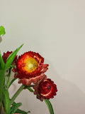 Strawflower - Copper Red - Bundle of 5 and 10 Stems