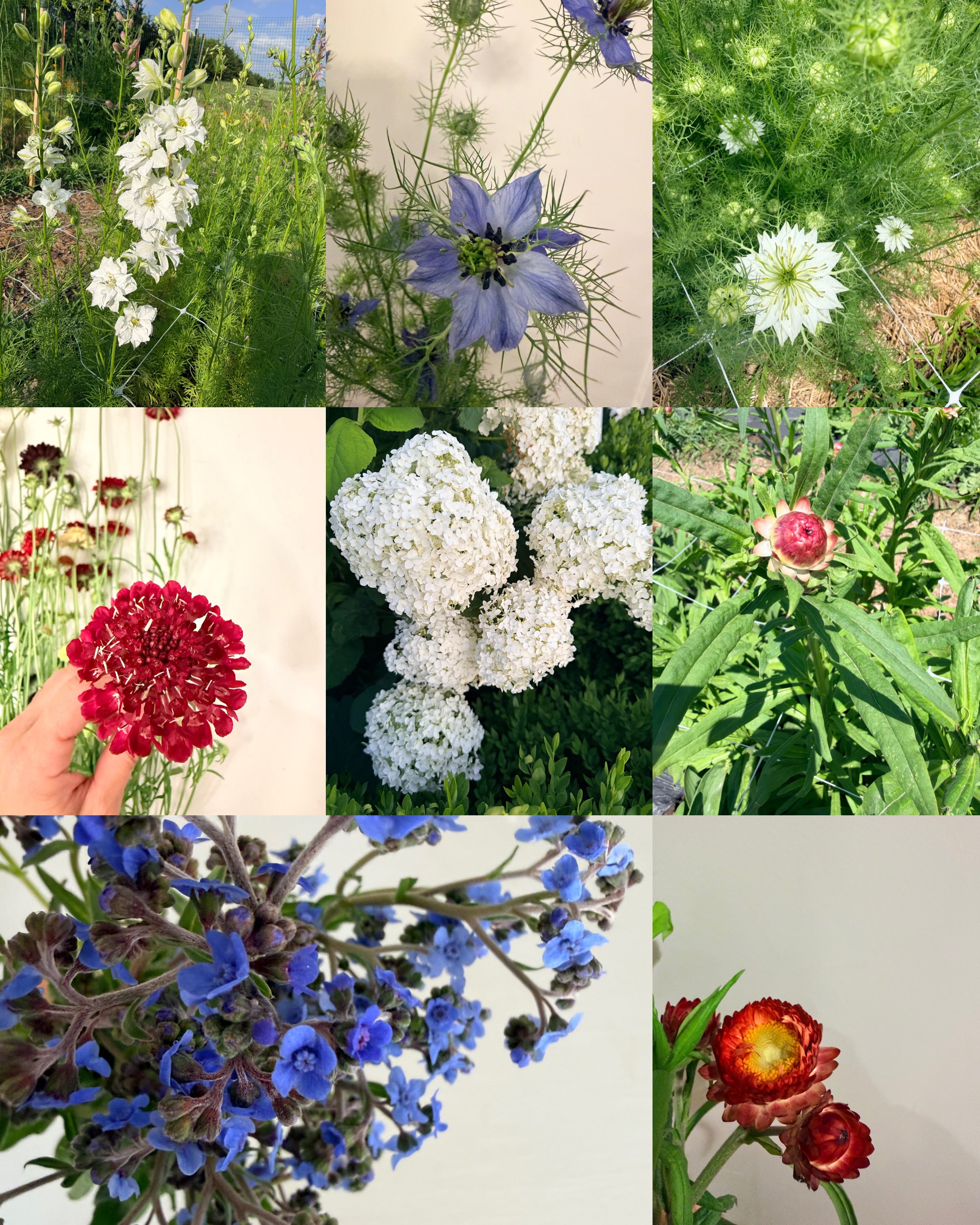 Red, White and Blue - Mixed Bunch - Bundle of 10 Stems