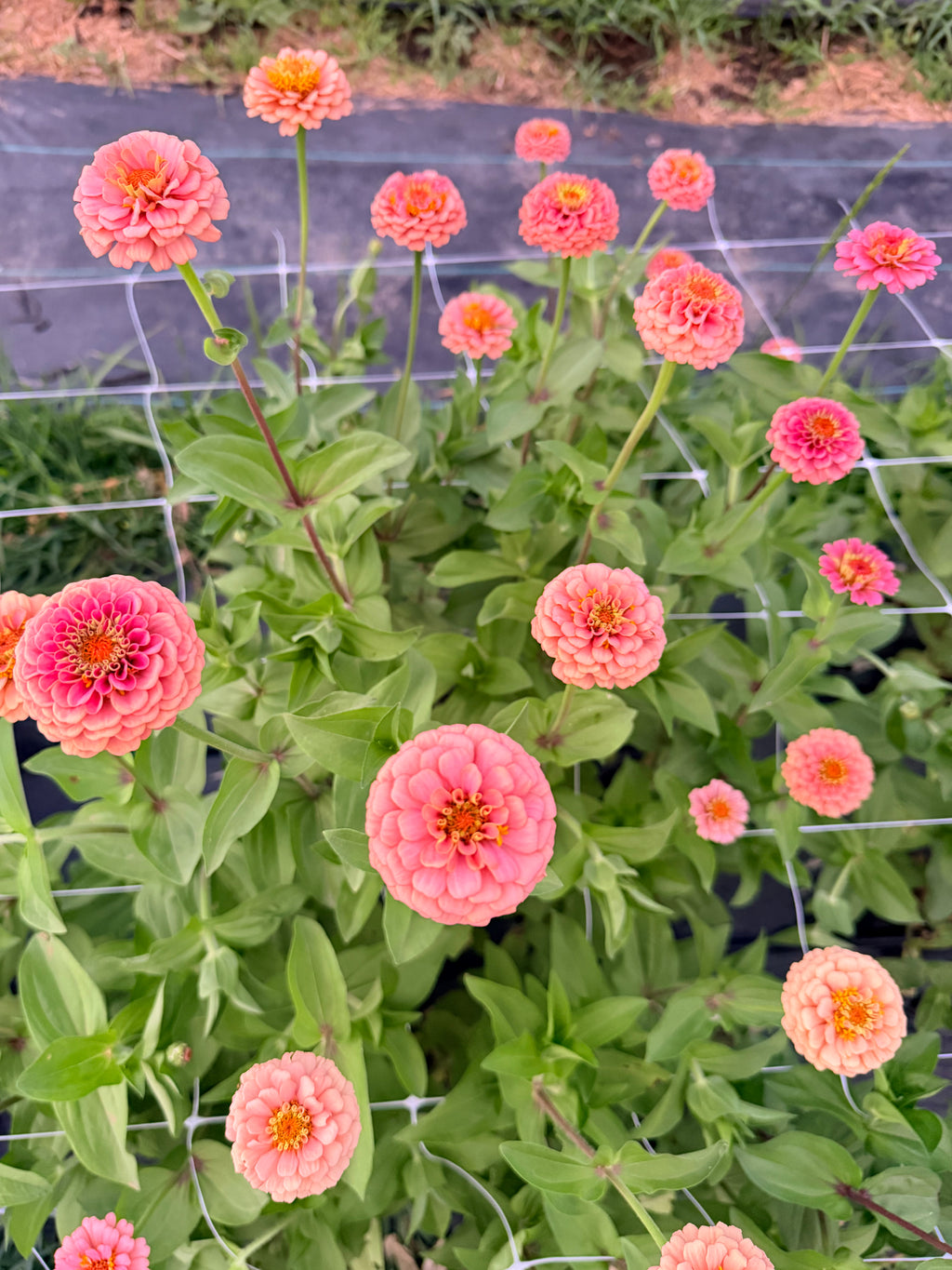 Zinnia - Oklahoma Salmon - Bundle of 5 and 10 Stems