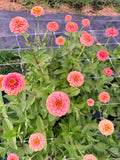 Zinnia - Oklahoma Salmon - Bundle of 5 and 10 Stems
