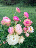 Strawflower - Mixed Bunch - Bundle of 10 Stems