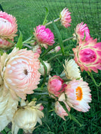 Strawflower - Mixed Bunch - Bundle of 10 Stems