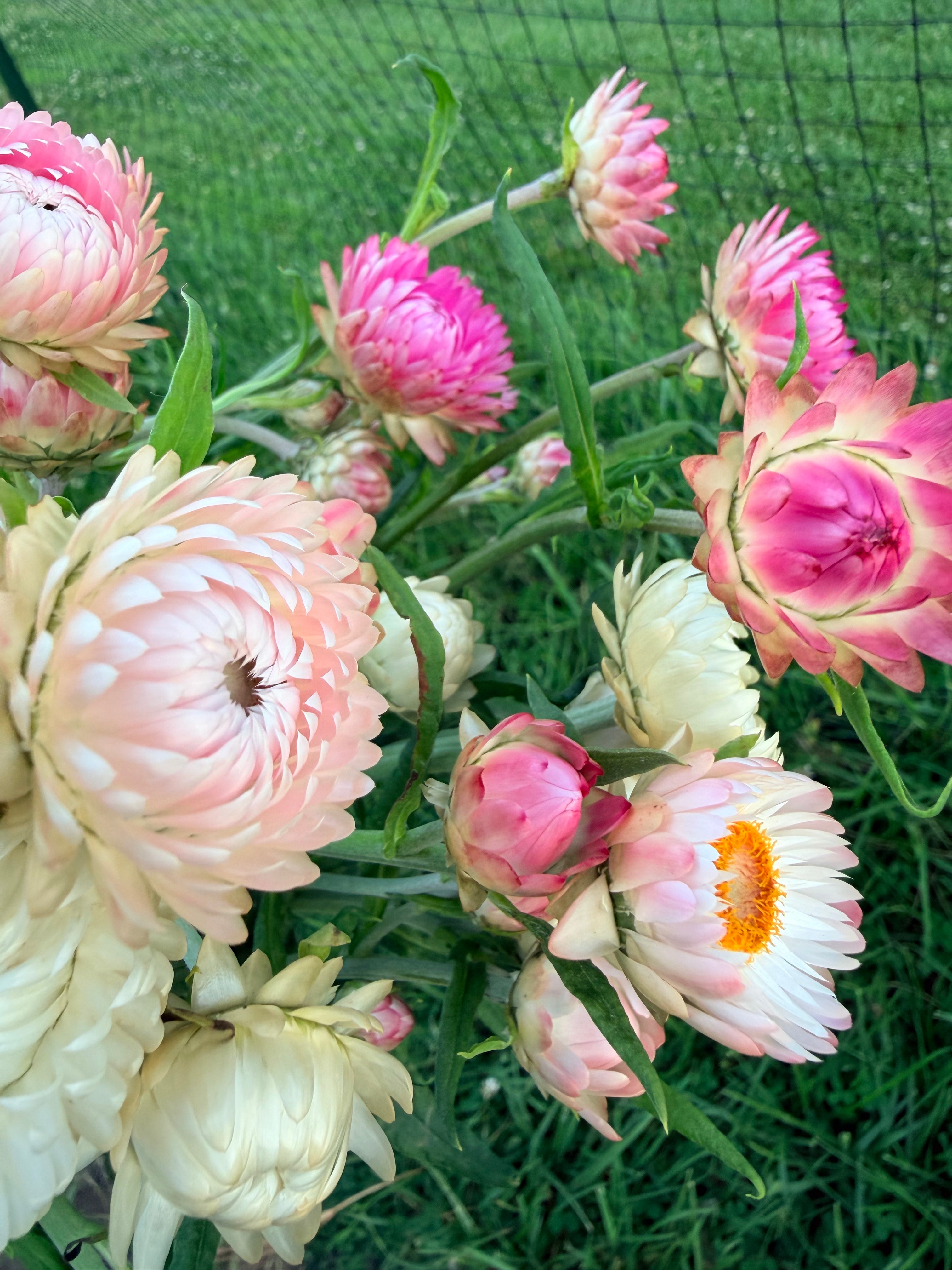 Strawflower - Mixed Bunch - Bundle of 10 Stems