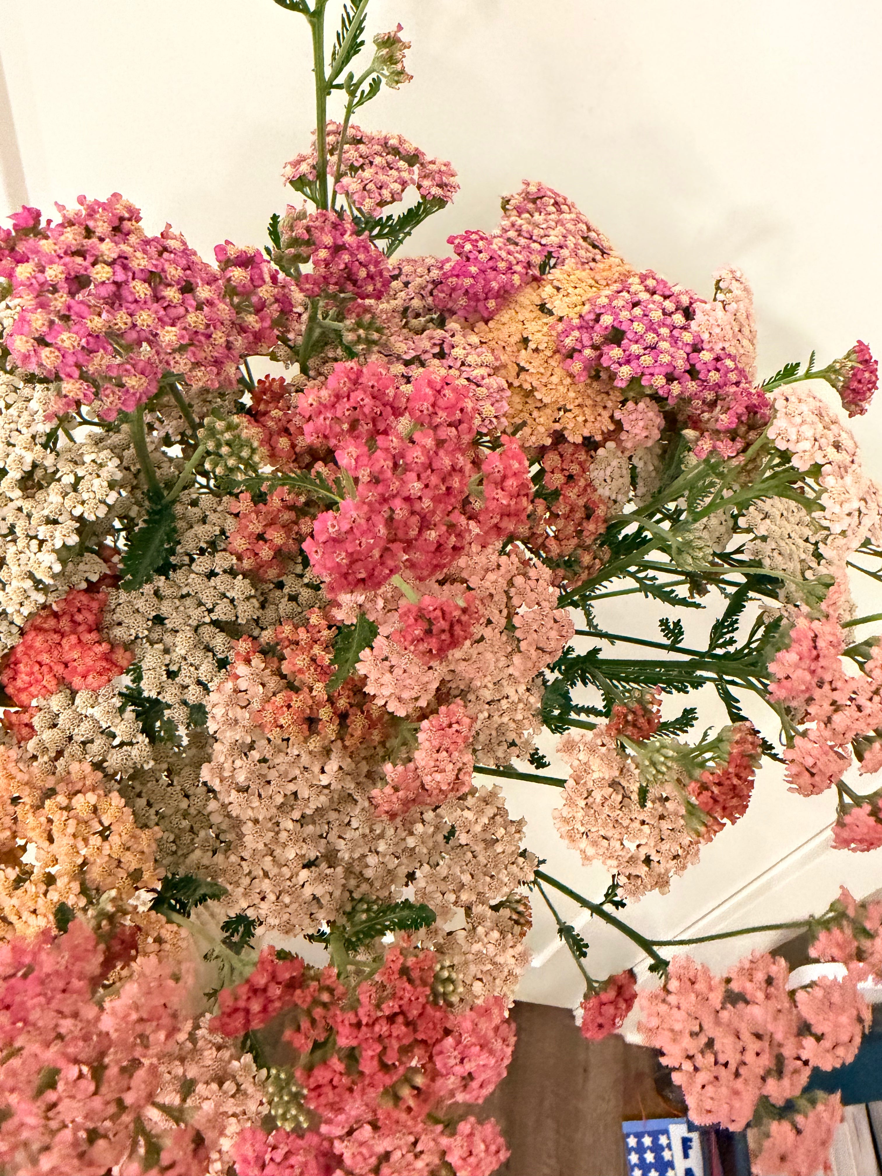 Yarrow - Pastels - Bundle of 10