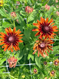 Rudbeckia - Sahara - Bundle of 10 Stems