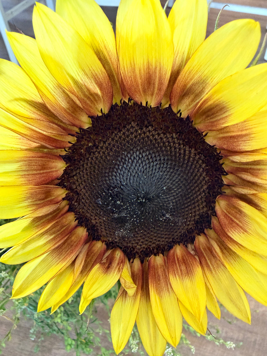 Sunflower (ProCut) - Red Lemon - Bundle of 5 and 10 Stems