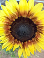 Sunflower (ProCut) - Red Lemon - Bundle of 5 and 10 Stems