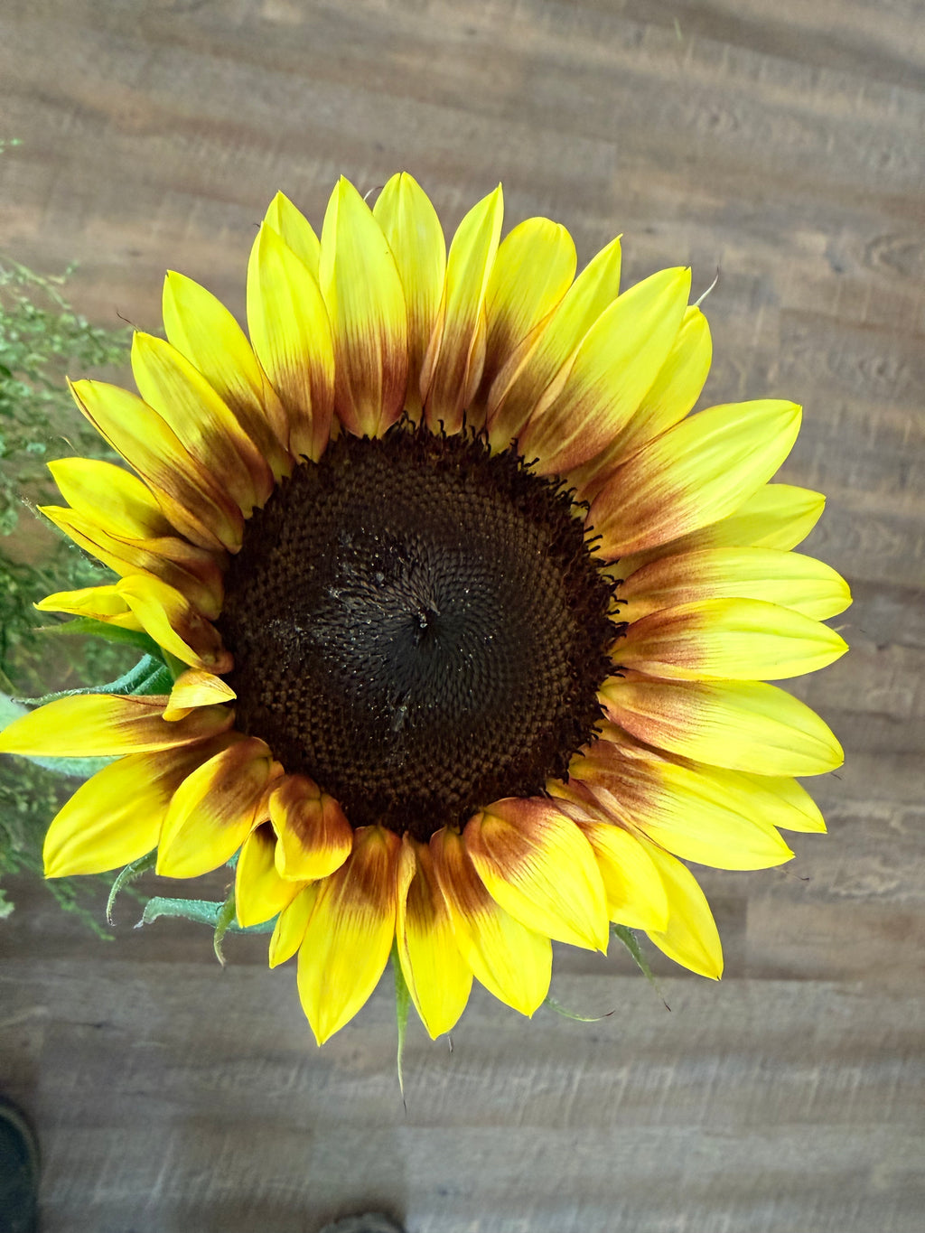Sunflower (ProCut) - Red Lemon - Bundle of 5 and 10 Stems