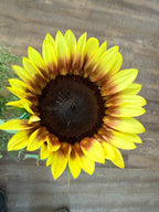 Sunflower (ProCut) - Red Lemon - Bundle of 5 and 10 Stems