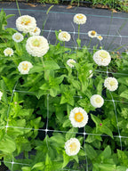 Zinnia - Oklahoma White - Bundle of 10 Stems