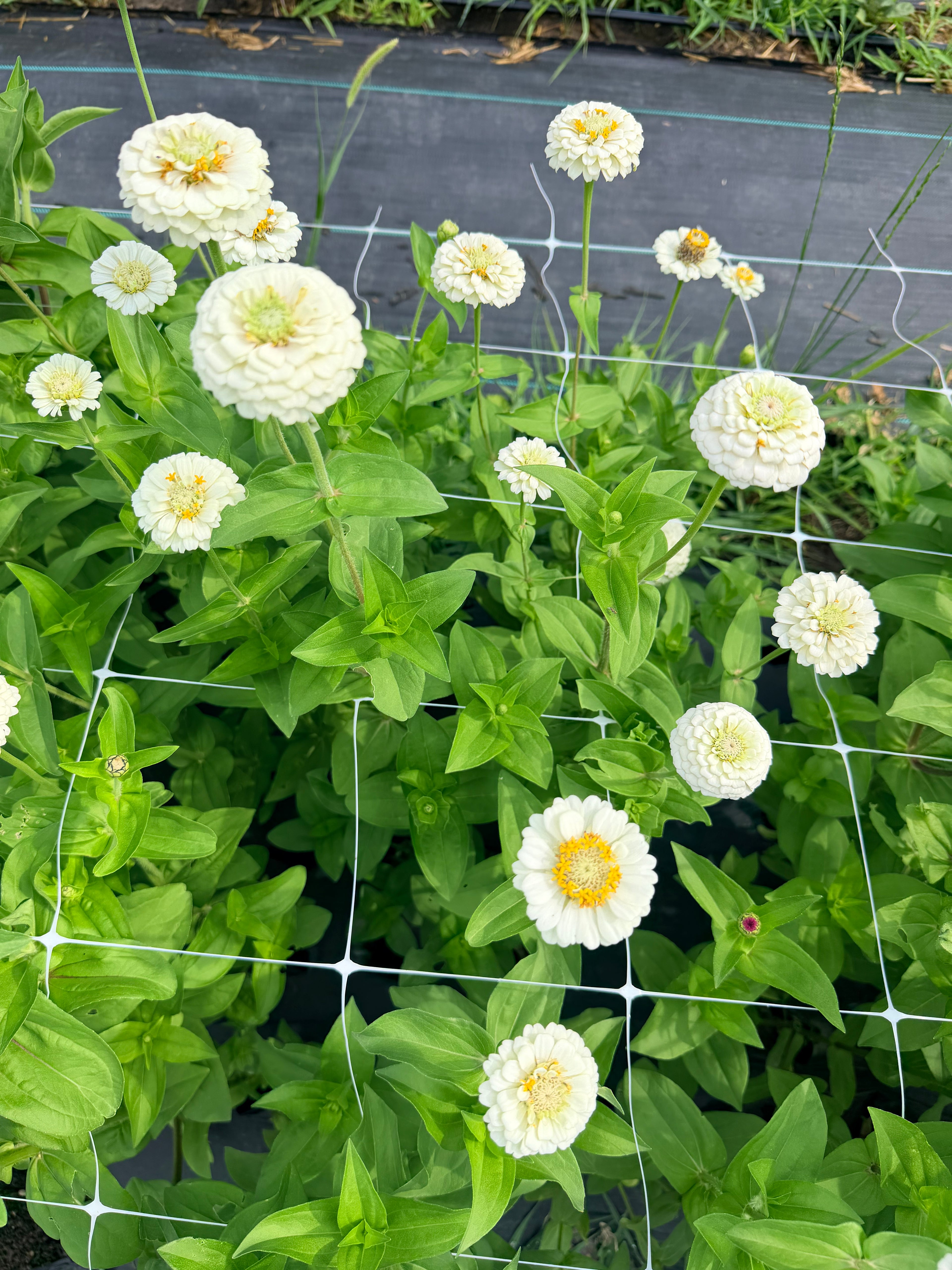 Zinnia - Oklahoma White - Bundle of 10 Stems