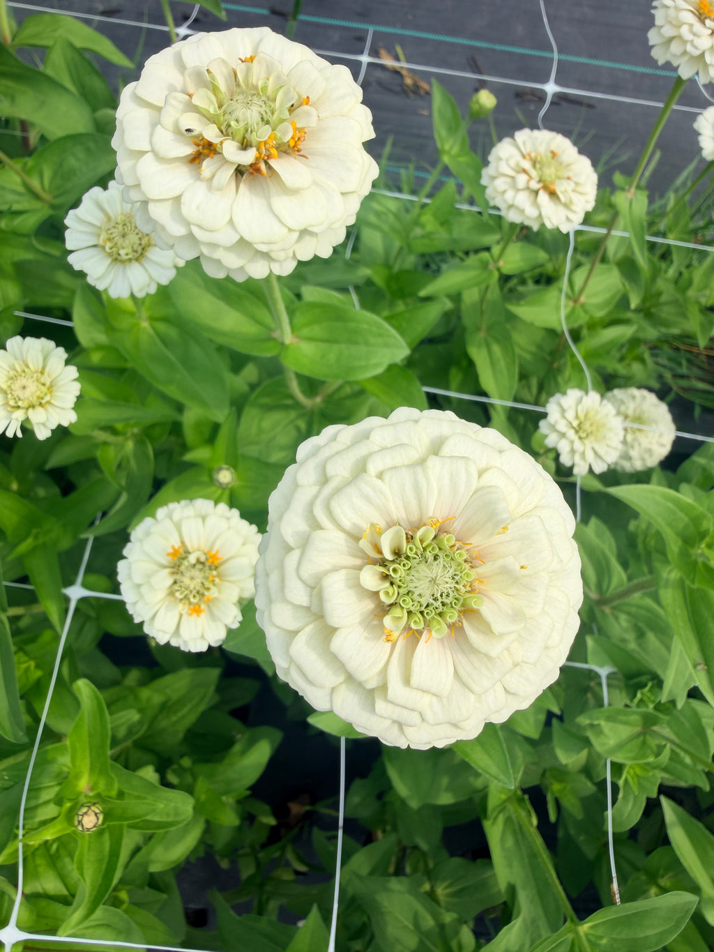 Zinnia - Oklahoma White - Bundle of 10 Stems