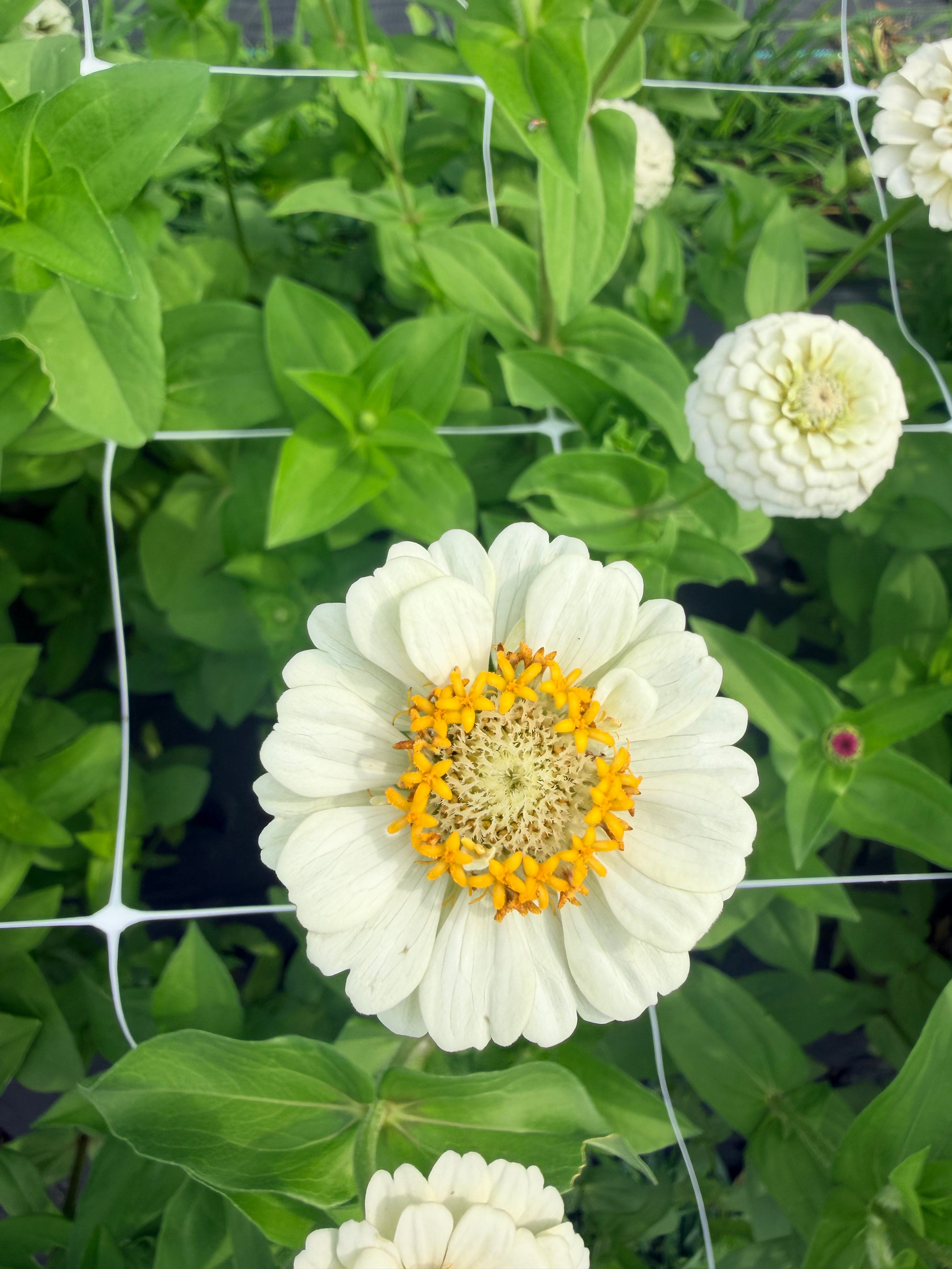 Zinnia - Oklahoma White - Bundle of 10 Stems