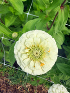 Zinnia - Oklahoma White - Bundle of 10 Stems
