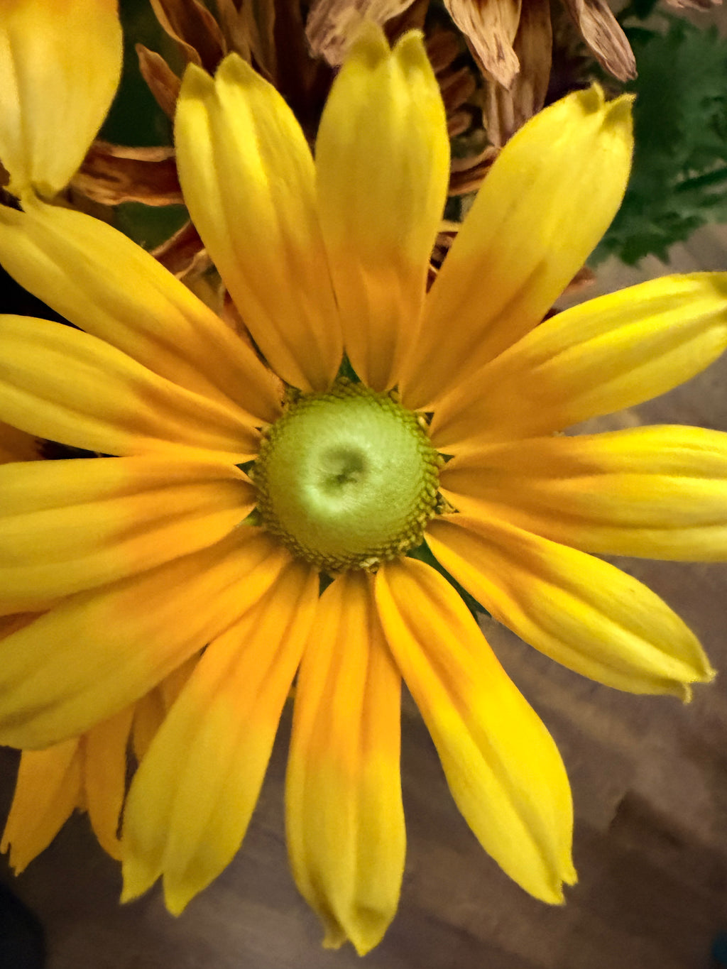 Rudbeckia - Prairie Sun - Bundle of 10 Stems