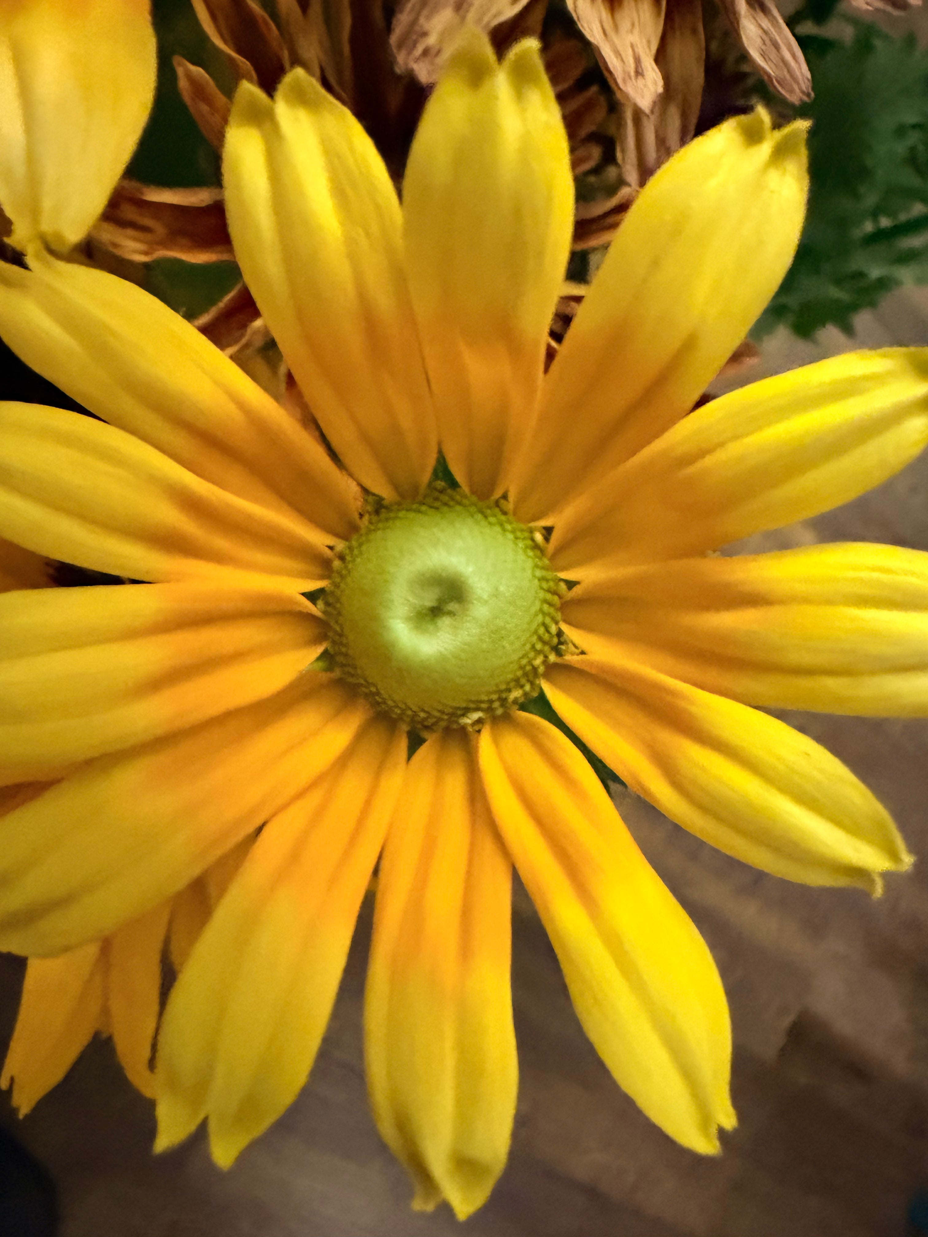 Rudbeckia - Prairie Sun - Bundle of 10 Stems