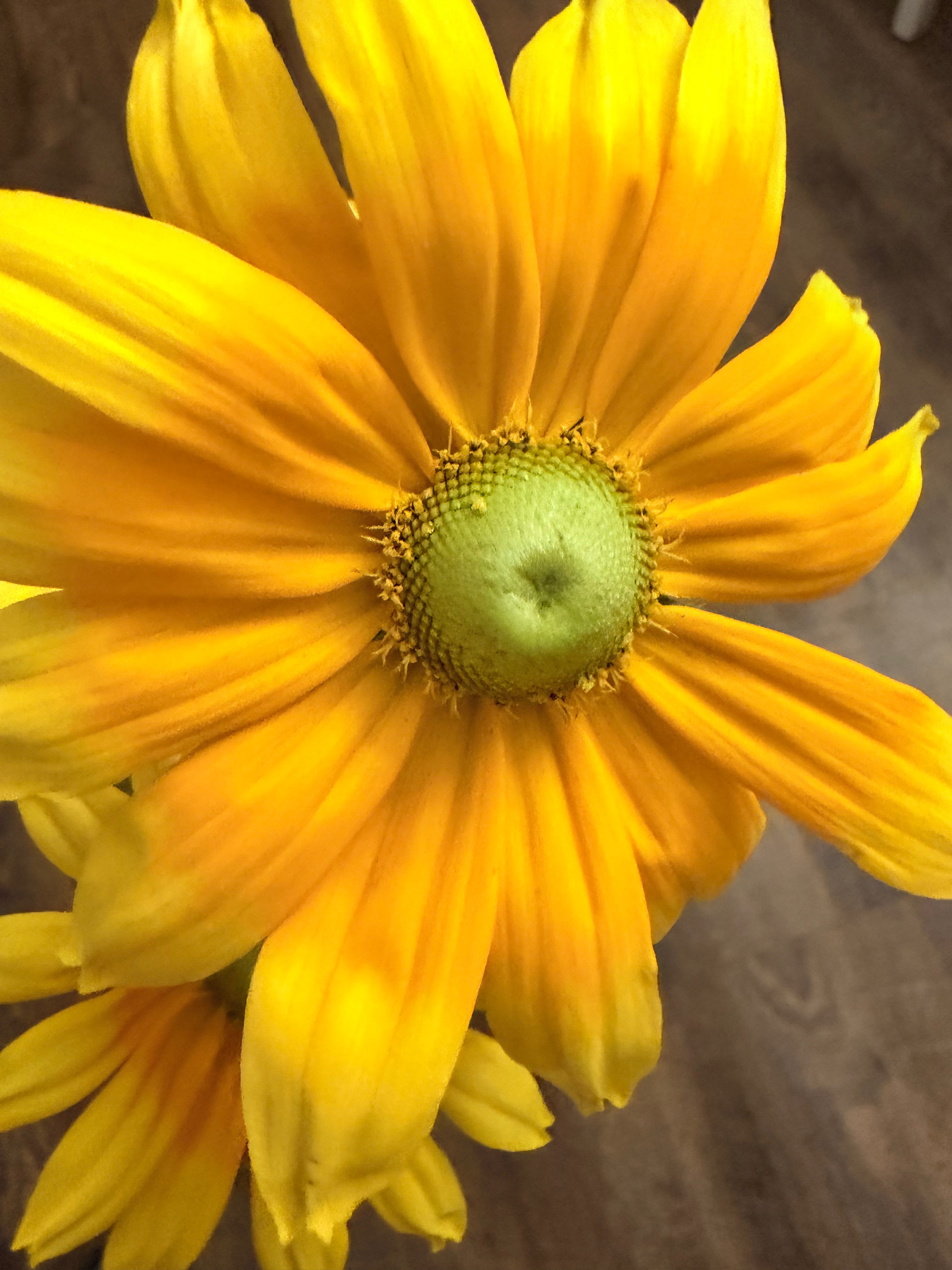 Rudbeckia - Prairie Sun - Bundle of 10 Stems