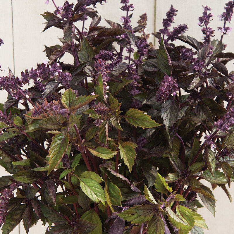 Basil - Aromatto - Bundle of 10 Stems