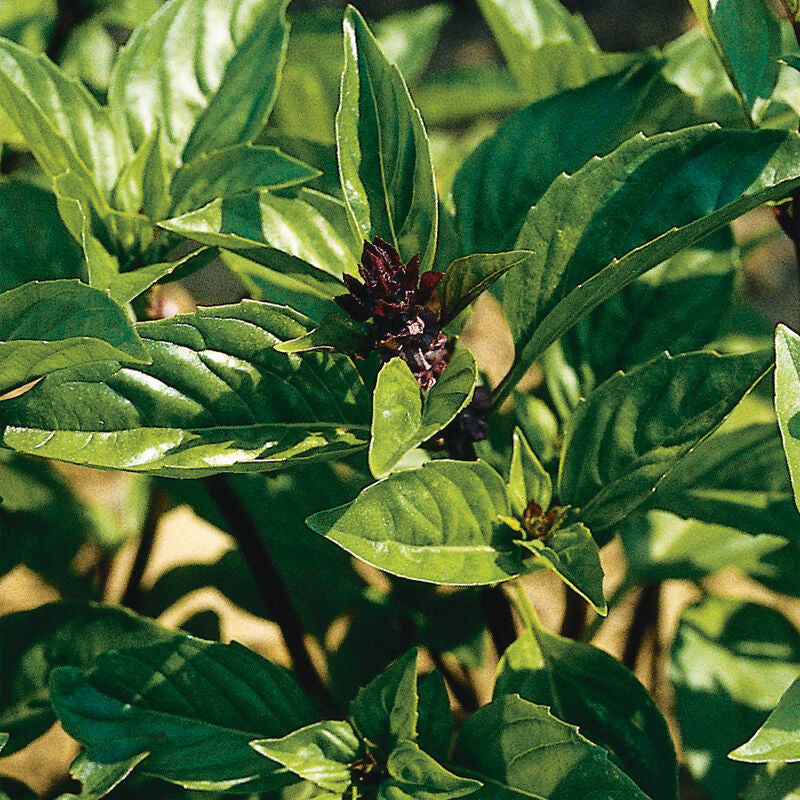 Basil - Cinnamon - Bundle of 10 Stems