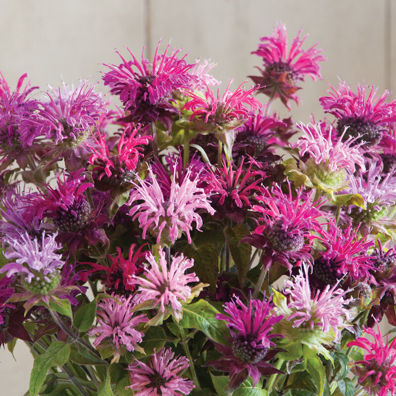 Monarda - Panorama - Bundle of 10 Stems