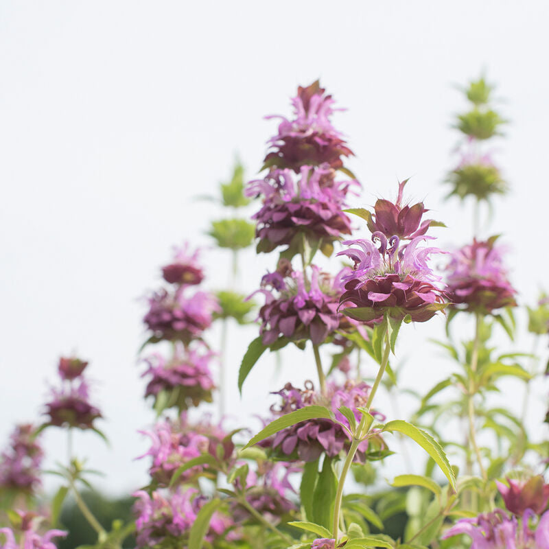 Monarda - Lemon Mint - Bundle of 10 Stems