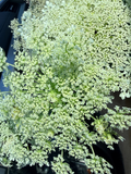 Ammi - Bundle of 5 and 10 Stems