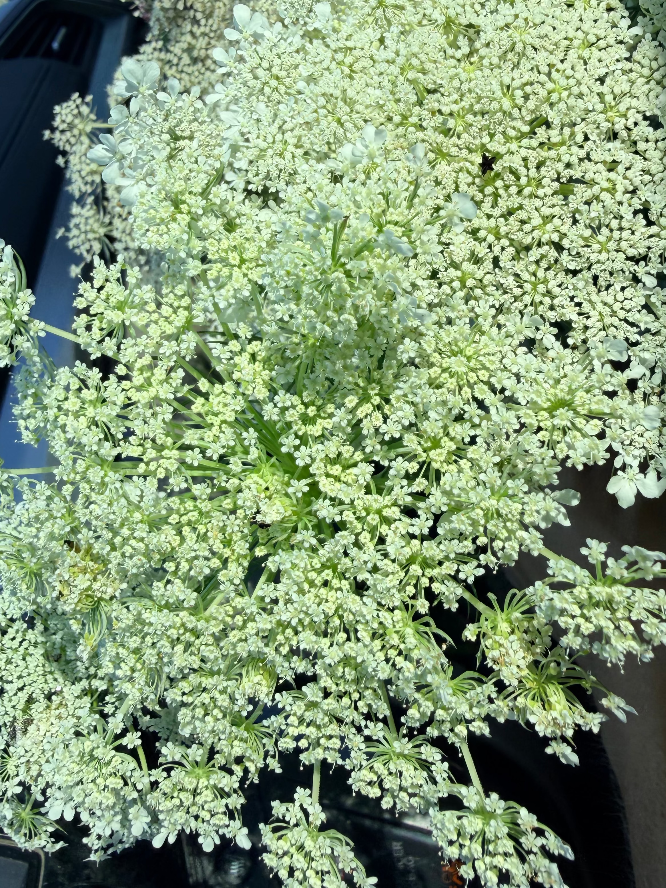 Ammi - Bundle of 5 and 10 Stems