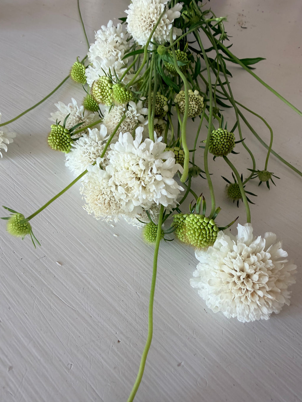 Scabiosa - QIS White - Bundle of 10 Stems