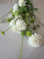Scabiosa - QIS White - Bundle of 10 Stems