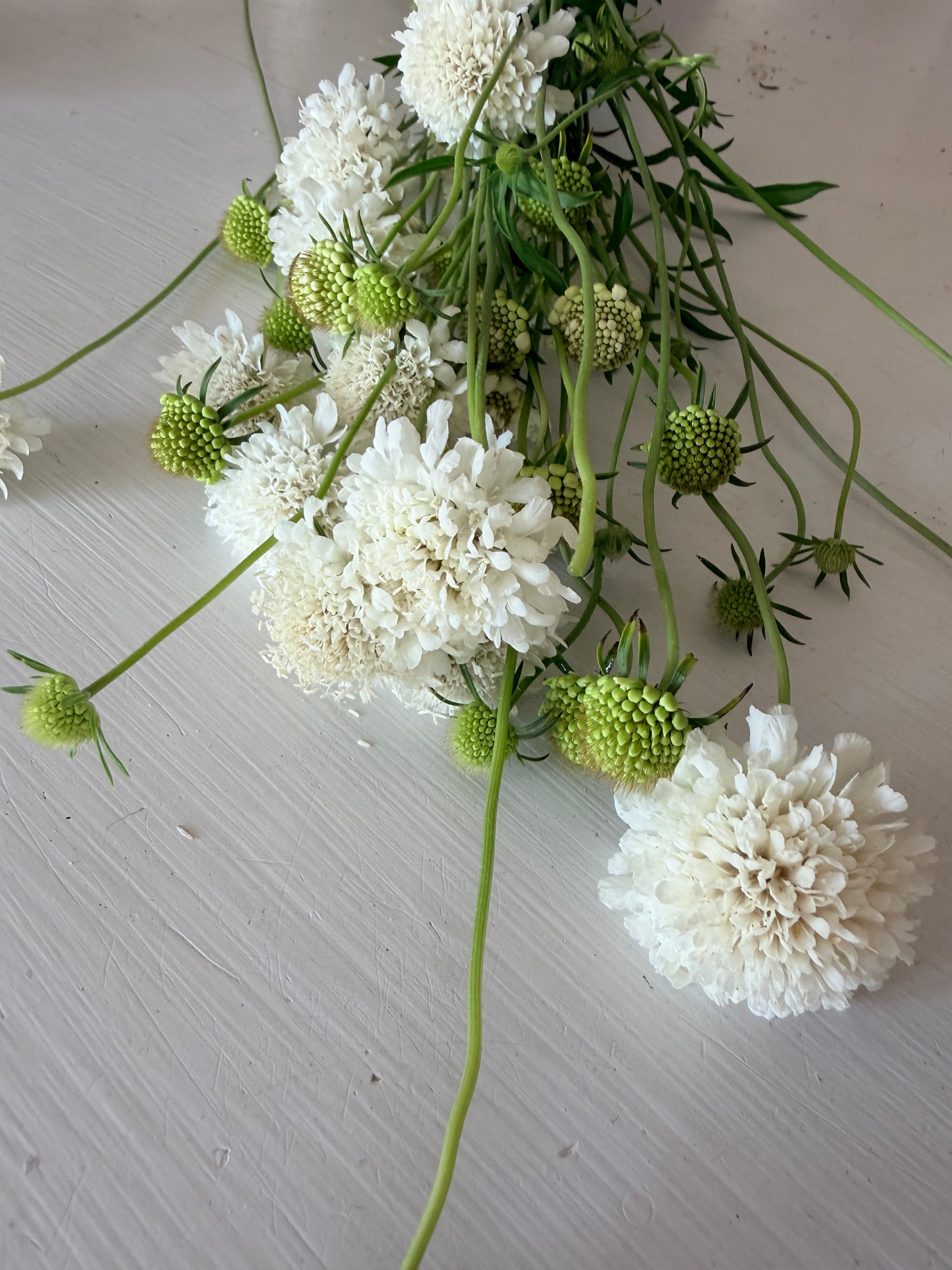 Scabiosa - QIS White - Bundle of 10 Stems