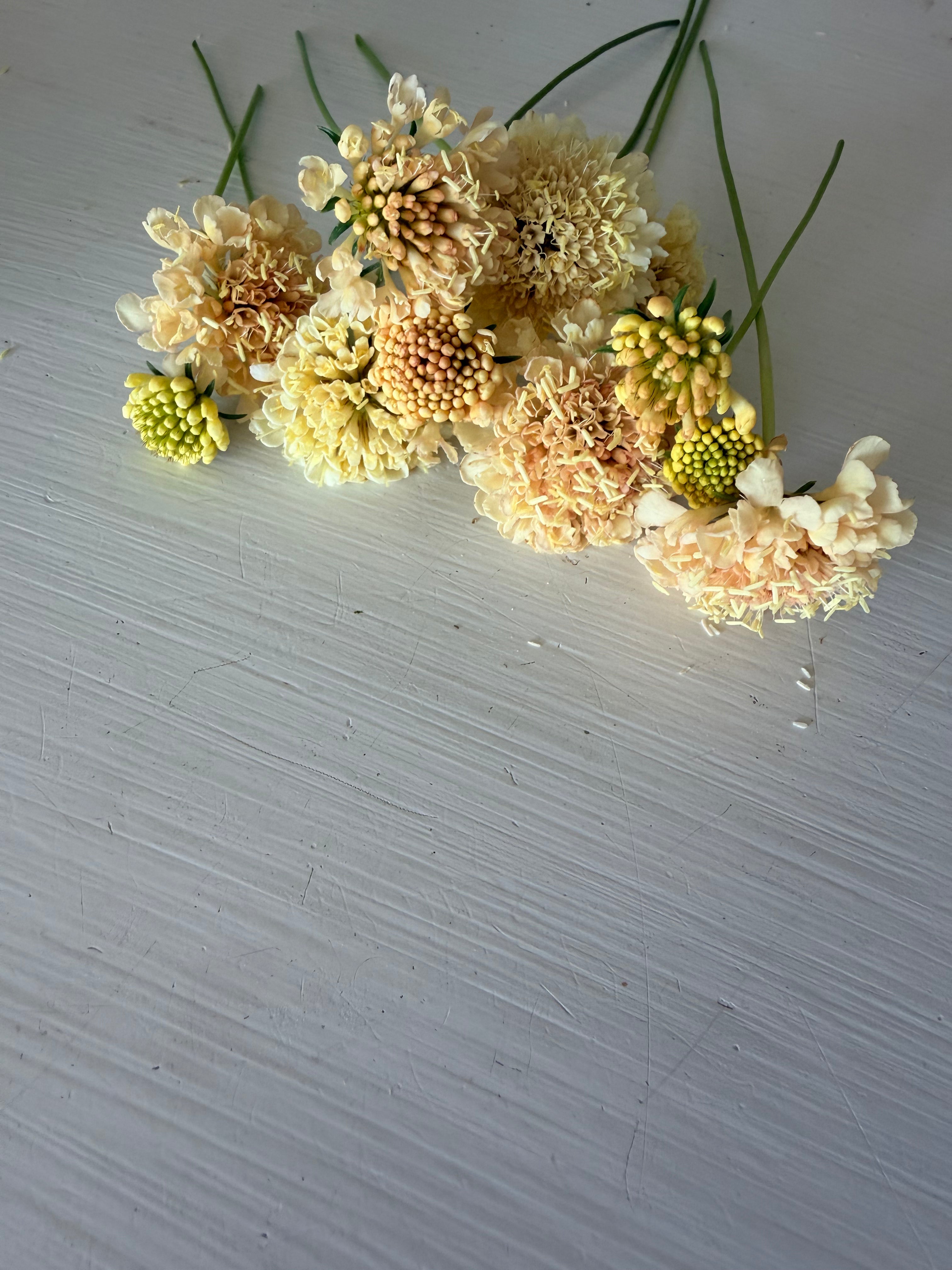 Scabiosa - Fata Morgana - Bundle of 10 Stems